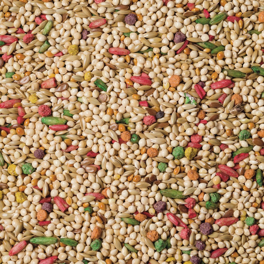 Bulk Parakeet Food Online Healthy Food For Parakeets bulk-parakeet-food-online-healthy-food-for-parakeets